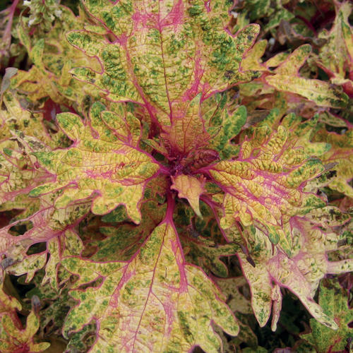 Limon Blush – Photo courtesy of Proven Winners, LLC
