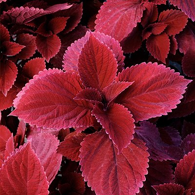 Redhead – Photo courtesy of Ball Horticultural Company