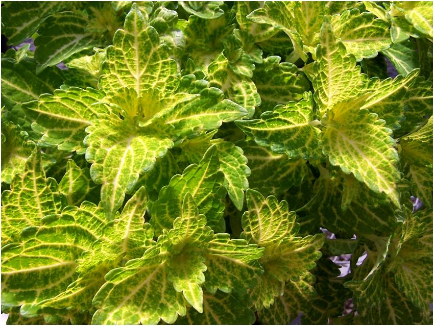 Electric Lime